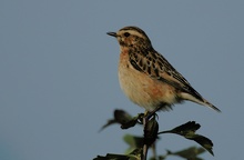 Braunkehlchen