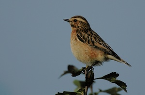 Braunkehlchen