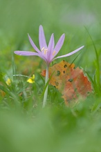 Herbstliches Arrangement