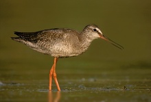 Dunkler Wasserläufer