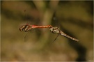 Große Heidelibelle (sympetrum striolatum) - Tandem