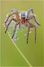 Spinnenkarussell