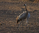 Futtern in der Abendsonne