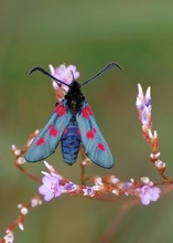 Sumpfhornkleewidderchen (Zygaena trifolii)