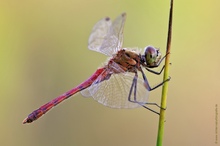 Sumpf-Heidelibelle - Sympetrum depressiusculum