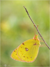 Hufeisenklee-Gelbling - Colias alfacariensis
