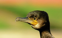 Kormoran