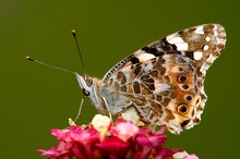 Diselfalter