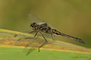 Schwarze Heidelibelle