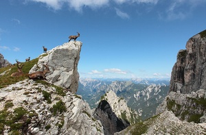 Steinböcke in den Alpen 4 (oder: ..."so lange die Füße tragen"