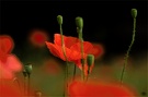 Mohn 2