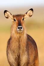 Wasserbock im Abendlicht