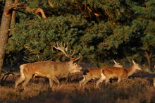 Hirschbrunft im Nationalpark De Hoge Veluwe