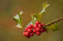 Ilexbeeren