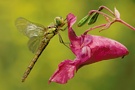 Spätsommerliche Farbenpracht