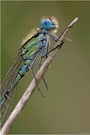Becher-Azurjungfer (Enallagma cyathigerum) - Kältefärbung