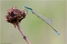 Kleine Pechlibelle (Ischnura pumilio)