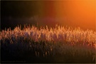 Sun Fire