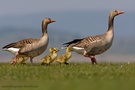 Gänsemarsch