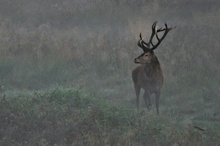 starker Beihirsch