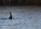 Kormoran mit Hecht