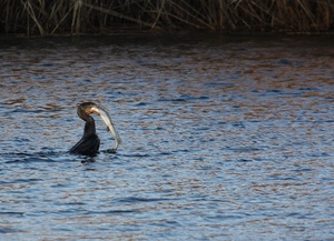 Kormoran mit Hecht