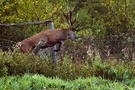 Hirsch überfällt Zaun