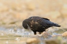 Saatkrähe ( Corvus frogileus )
