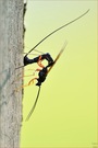 Ichneumonidae/Schlupfwespenspec