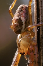 Männchen der Herbstspinne (Metellina segmentata)