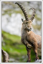 Steinbock auf ein neues