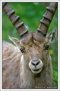 Steinbock erstmal der Letzte ;D