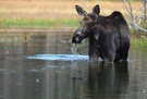 Elch im Wasser