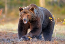 brown bear. North East Finland. Braunbär. Nordostfinnland
