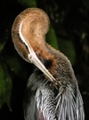 Anhinga rufa