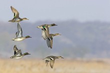 Krickenten im Formationsflug