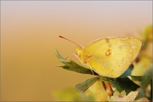 golden light