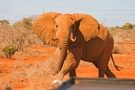 African elephant attacking a car on the road. Tsavo East National Park. Kenya Afrikanischer Elefant attackiert ein Auto. Tsavo-Ost-Nationalpark, Kenia