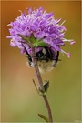 (Ruhende) Waldhummel - Bombus sylvarum