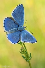 Himmelblauer Blaeuling - Polyommatus bellargus