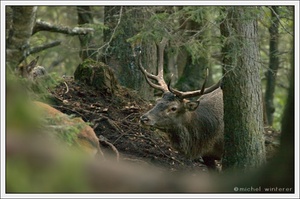 Im tiefen Bergwald