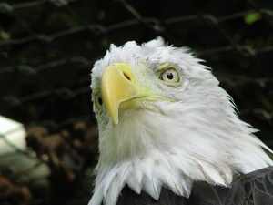 Weißkopfseeadler