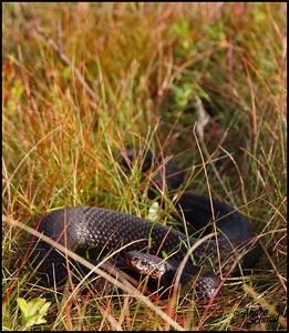 Höllenotter (Vipera b. berus)