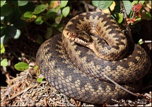 Kreuzotter (Vipera b. berus)