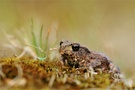 Bufo bufo