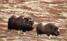 Moschusochse flehmend, Norwegen