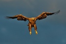 Seeadler vor Gewitterhimmel