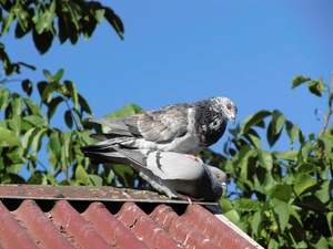 Tauben bei der Paarung