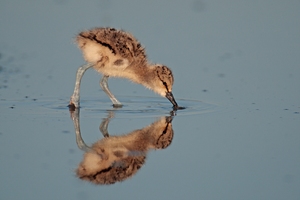 Spieglein, Spieglein ...