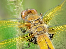 Getriebe der Natur